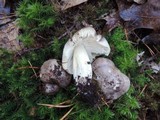 Tricholoma portentosum image