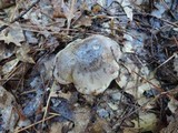 Tricholoma portentosum image