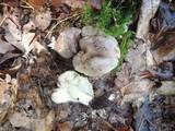 Tricholoma portentosum image