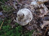 Tricholoma portentosum image