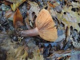 Lactarius mutabilis image