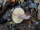 Lactarius mutabilis image