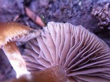 Psilocybe stuntzii image