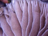 Psilocybe stuntzii image