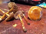 Psilocybe stuntzii image