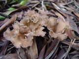 Faerberia carbonaria image