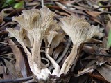 Faerberia carbonaria image