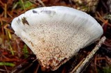 Hydnellum caeruleum image