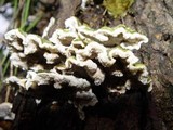 Cerrena unicolor image