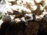 Cerrena unicolor image