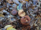 Lactarius mutabilis image