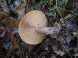 Lactarius mutabilis image