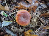 Lactarius mutabilis image