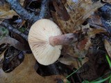 Lactarius mutabilis image