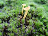 Rickenella fibula image