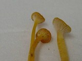 Rickenella fibula image