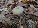 Entoloma hirtipes image