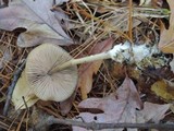 Entoloma hirtipes image