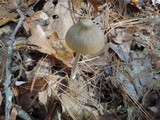 Entoloma hirtipes image