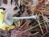 Entoloma hirtipes image