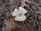 Entoloma rhodopolium image