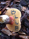 Boletus chrysenteron image