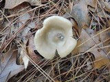 Entoloma rhodopolium image