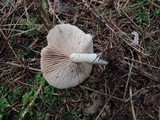Entoloma rhodopolium image