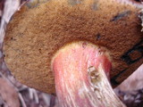 Boletus chrysenteron image