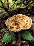 Gomphus kauffmanii image