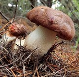 Leccinum manzanitae image
