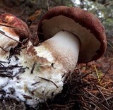 Leccinum manzanitae image