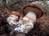 Leccinum manzanitae image