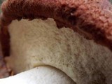Leccinum manzanitae image