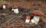Leccinum manzanitae image