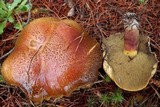 Suillus tomentosus image