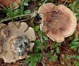 Sarcodon scabrosus image