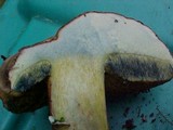 Boletus zelleri image