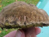 Boletus zelleri image