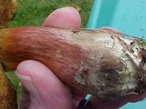 Boletus zelleri image