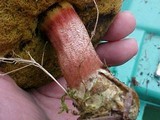 Boletus zelleri image