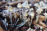 Mycena amicta image