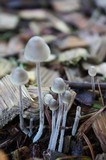Mycena amicta image