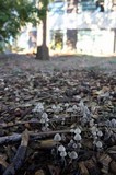 Mycena amicta image