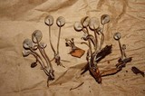 Mycena amicta image