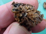 Geopora cooperi image