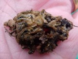 Geopora cooperi image