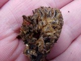 Geopora cooperi image