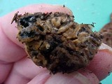 Geopora cooperi image