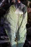 Mycena amicta image